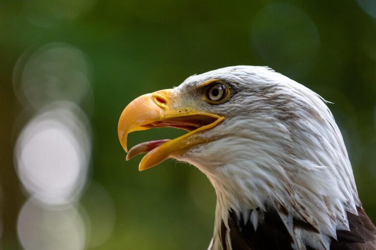 eagle g8c820a4bd 1920 768x512