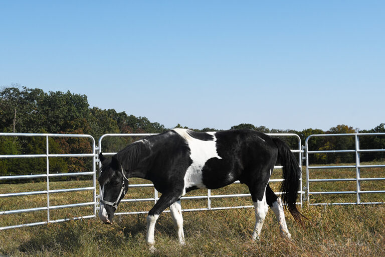 DSC 6310 copy 768x512