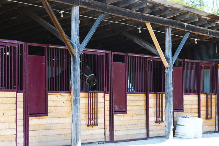 DSC 6339 copy 768x512