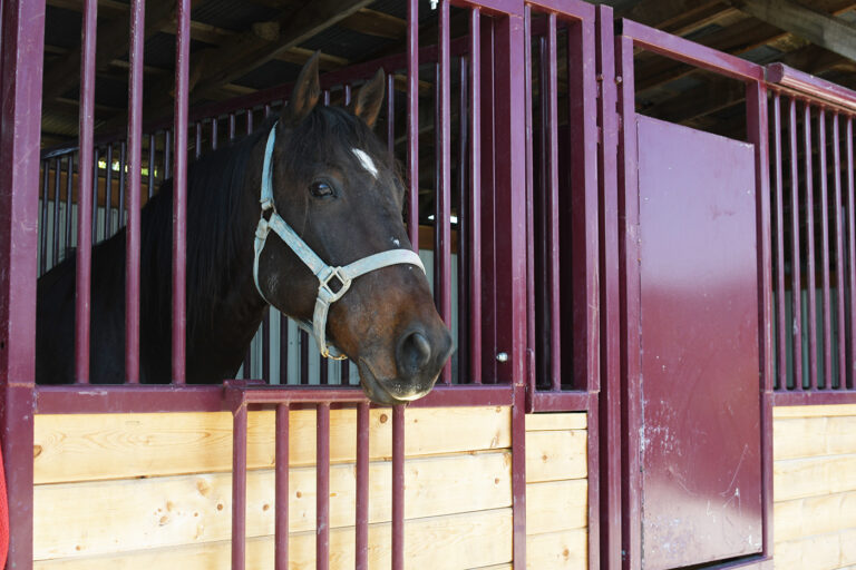 DSC 6282 copy 768x512