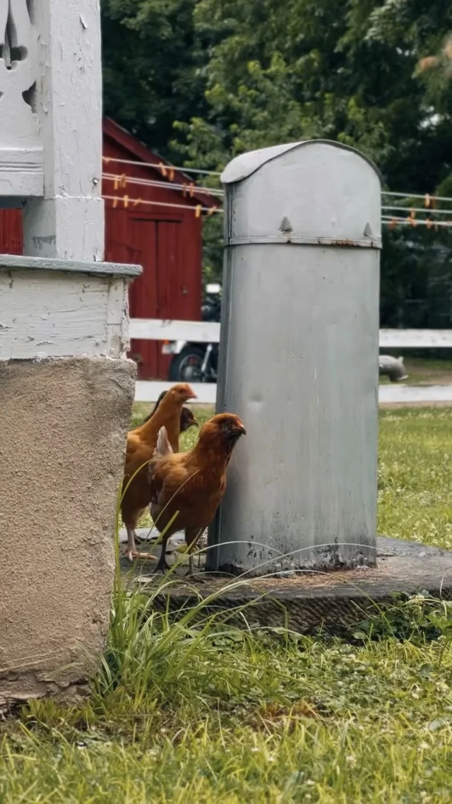 Just wait for the ducks 🦆

Homesteading is something that happens right in downtown Ste. Gen. You can keep up to six hens in your backyard, and many people raise bees. Harold’s Famous Bee Co., known for the bee venom extract it sells, keeps its bees right in the heart of downtown.

There’s also a wild hive that’s taken over the steeple of the Catholic church. Beekeepers retrieved four different swarms from the church steps this year.